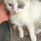 出售爱宠布偶猫