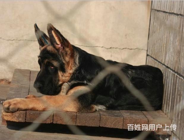 纯种德国牧羊犬价格德国牧羊犬图片德国牧羊犬俱乐部