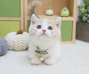 本地哪里有卖曼基康矮脚猫的 中国人不骗中国人