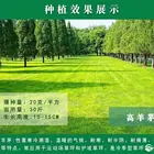南阳哪里卖高羊茅厂家