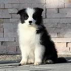 纯种高品质边牧幼犬出售 疫苗驱虫 保证健康可签协议