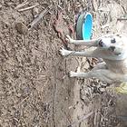 百斤中犬出售