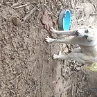 百斤中犬出售