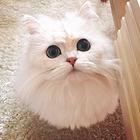 金吉拉价格 金吉拉猫成年体重金吉拉猫掉毛严重吗