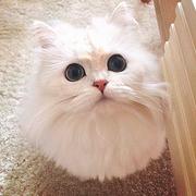 本地繁育纯种金吉拉猫 毛量好 疫苗齐全保证健康的