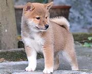 池州宠物店店主卖现货柴犬幼犬 柴犬幼犬多少钱一只