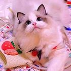 永州出售纯种布偶猫 布偶猫多少钱 布偶猫图片