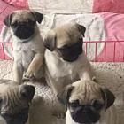 纯种巴哥多少钱一只巴哥犬好养吗 身上臭不臭巴哥价