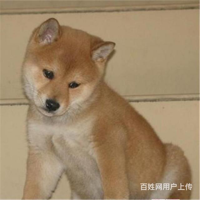 那曲上哪可以看到秋田犬犬舍，秋田犬犬舍地址位置的图片
