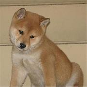 黄冈哪有繁殖秋田犬幼犬的，秋田犬幼犬多少钱一只