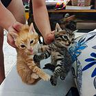 自家满月小猫低价出售啦！