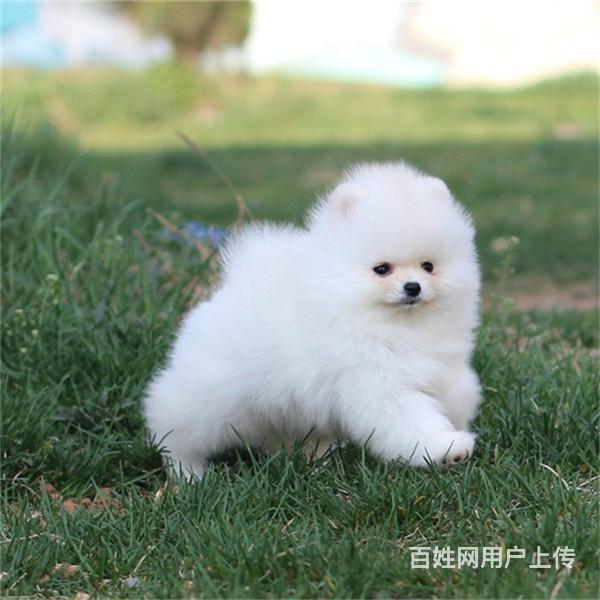 品种博美详细介绍>公母公母都有年龄3个月详情介绍犬只血统:纯种年龄