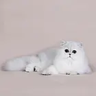 嘉兴纯种金吉拉猫舍 正规猫舍家庭式繁育