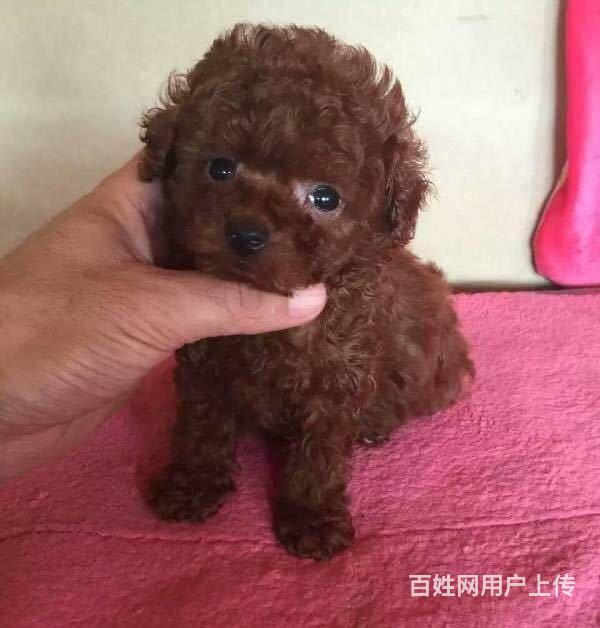 北京哪里有卖泰迪熊 如何挑选泰迪熊的图片