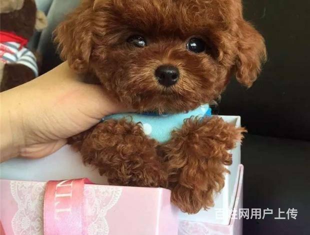 纯种泰迪犬多少钱一只 玩具体泰迪 终身售后 可送货