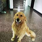 纯种金毛配种，一次500.成功后留一只幼犬