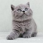 云南曲靖双血统澳血蓝猫猫舍直销