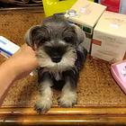 洛阳正规雪纳瑞犬舍地点联系方式