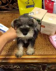 洛阳正规雪纳瑞犬舍地点联系方式