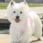 周口【十年老店】常年繁殖优质血统西高地幼犬