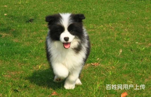 出售边境牧羊犬 纯种边境犬北京边牧犬舍的图片