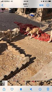 出货灵缇犬