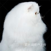 【金牌猫舍】池州波猫多少钱 波好看吗