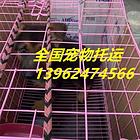2022/（嵩县宠物托运{猫咪狗狗}活体邮寄高效率/今日/热