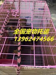 2022（上林宠物托运{猫咪狗狗}活体邮寄高效率/今日/热点