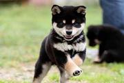 柴犬 北京售精品日系柴犬 日本柴犬幼犬公母全有
