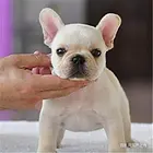 【货到付款】石家庄斗牛犬多少钱一只斗牛好养活吗？