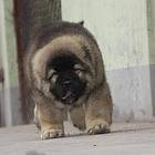 高加索犬舍 高加索价格 高加索哪里买 专业繁育高加