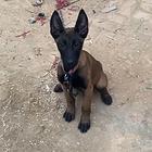 马犬