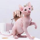 蚌埠出售自家繁殖纯种无毛猫 斯芬克斯猫 保健康