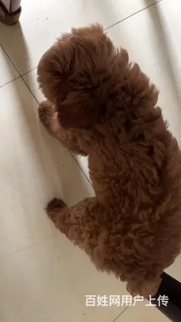 小泰迪忍痛割爱的图片