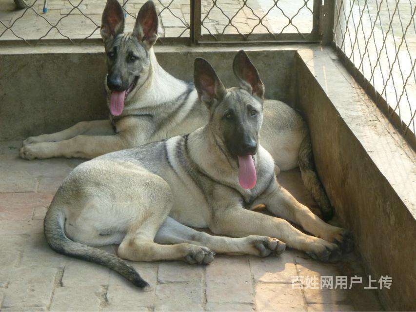 绍兴哪里有卖中华狼青犬的.狼青犬幼崽多少钱一只.狼青的价格