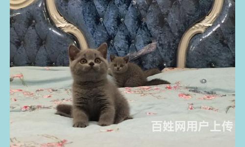 渭南哪里有卖纯种蓝猫的猫场基地，本地蓝猫价格的图片