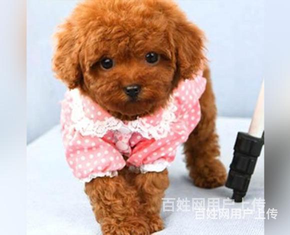 中卫正规博美基地正规养殖博美的图片