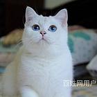 江苏张家港包子脸银渐层猫舍直销