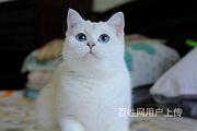 广东江门精品英短银渐层一般多少钱