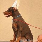 延边买一只比熊需要多少钱，比熊犬舍地址
