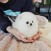 球体博美、纯种健康、买狗送狗证 签协议