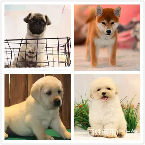 博罗犬舍地址如何买到纯种狗的图片