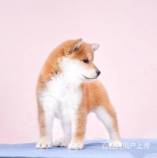 纯种柴犬可上门挑选 小柴犬赛级日本柴犬幼犬