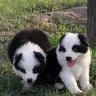 赛级边牧犬 购买签订协议 可送货上门