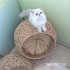 浙江嘉兴猫舍直销纯种金吉拉哪里买