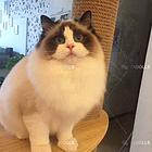 南充布偶猫养殖户◆布偶猫多少钱一个