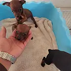小体蓝血鹿犬，犬舍一手，保纯保健康。