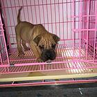 济宁【十年老店】常年繁殖优质血统沙皮幼犬