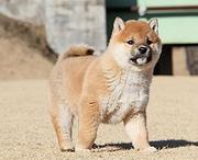池州狗场卖柴犬，狗场柴犬多少钱一只